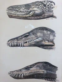 Zdeněk Burian — ilustrace